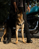 Dog standing next to a person with a motorcycle in a forest setting